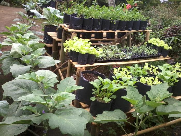 Pemanfaatan  Lahan Pekarangan  Sebagai Upaya Pemenuhan  Kebutuhan Keluarga