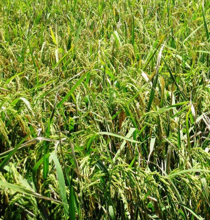 PENGENDALIAN PENYAKIT KRESEK (HAWAR DAUN BAKTERI) TANAMAN PADI