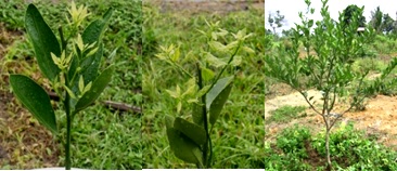 Dengan Pemangkasan Tanaman, Produktivitas Jeruk Meningkat