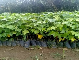 Perbanyakan Bibit Tanaman Kemiri