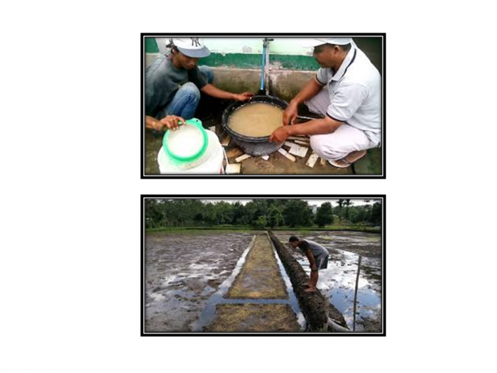 5 Tahapan Benih Padi Sebelum Ditanam