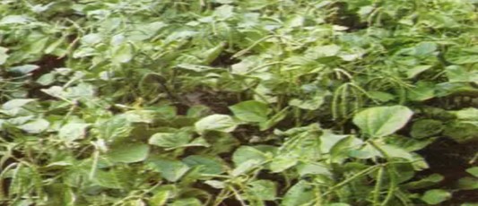 BUDIDAYA KACANG HIJAU