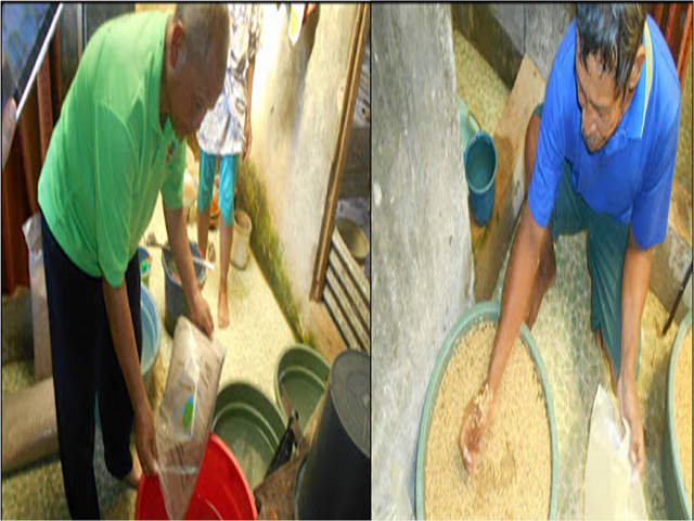 PENYIAPAN BIBIT PADI