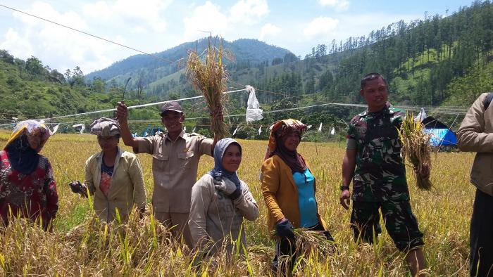 PENINGKATAN PRODUKSI PADI MELALUI SINERGI PENYULUHAN DAN TNI