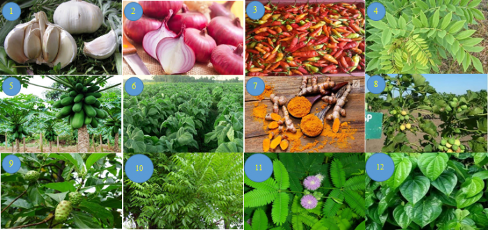 jenis tanaman di kecamatan kubu sebagai bahan pembuatan pestisida nabati