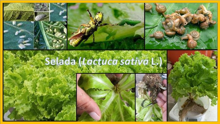 Mengenal Hama Penyakit Tanaman Selada dan Pengendaliannya