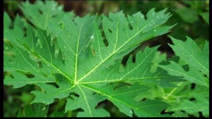 PEMBUATAN PESTISIDA NABATI