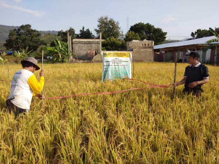 Panen dan Pasca Panen Padi