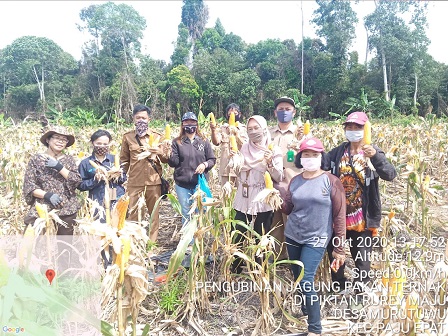 Kegiatan Pengubinan Jagung Pakan Ternak Varietas Bisi-18 Di Kelompok Tani Rurey Maju Desa Murutuwu Kecamatan Paju Epat Bartim Kalteng 