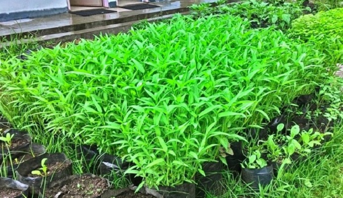 BUDIDAYA TANAMAN KANGKUNG 