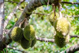 MENINGKATKAN KUALITAS BUAH DURIAN DENGAN PEMUPUKAN TEPAT DAN BERIMBANG