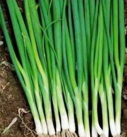 BUDIDAYA BAWANG DAUN
