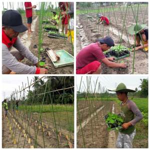 PEMBIBITAN DAN PENANAMAN MELON di LAHAN BPP SAMATURU