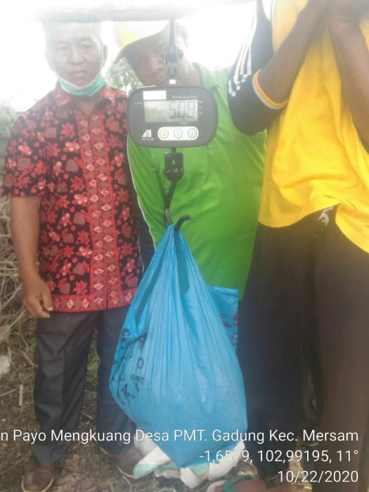 KELMPOK TANI PAYO MIGKUANG DESA PEMATANG GADUNG SIAP MALAKSANAKAN  TANAM PADI DUA KALI SETAHUN