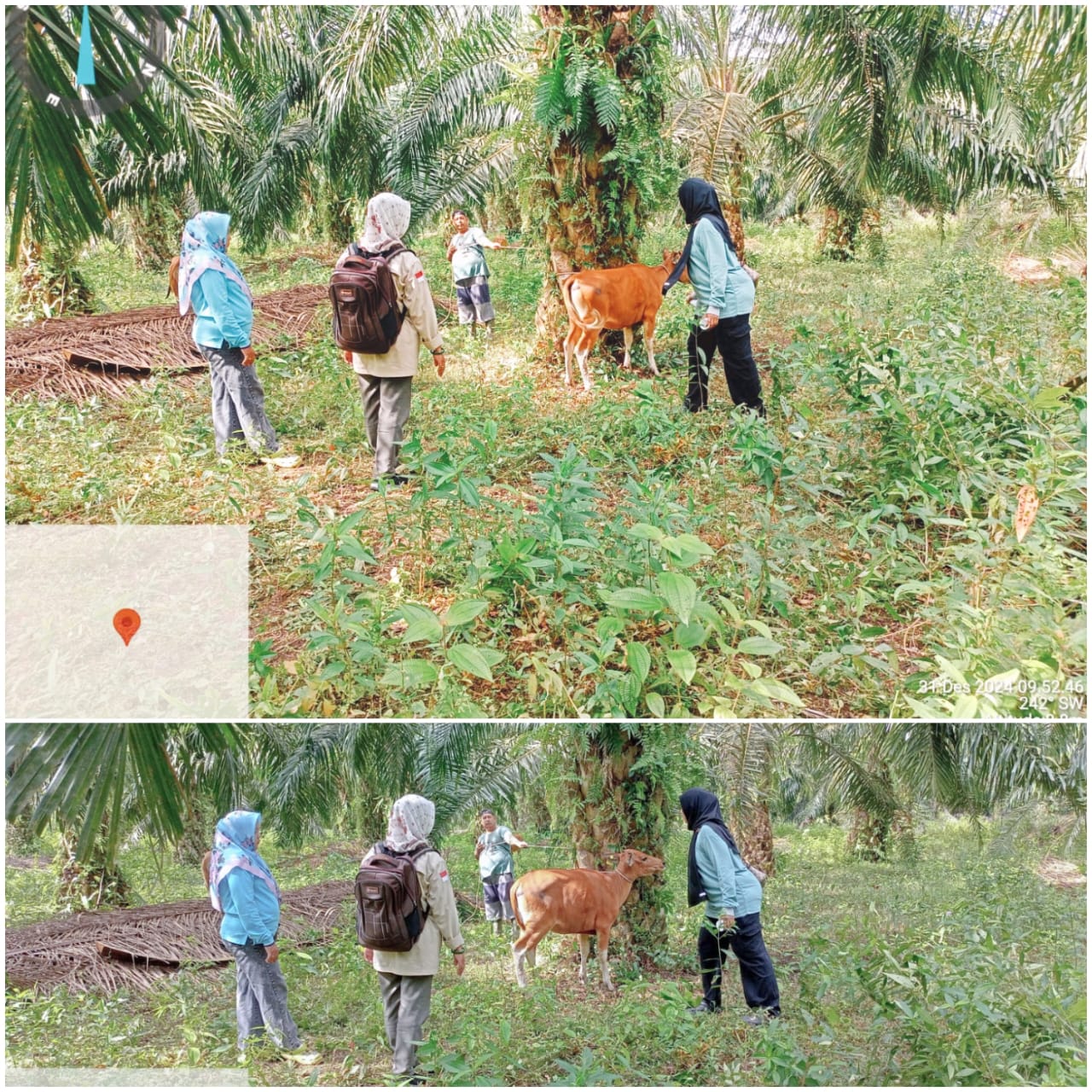 Vaksinasi Ternak Sapi Untuk Pencegahan Penyakit Kulit Dan Mulut ( PMK) 