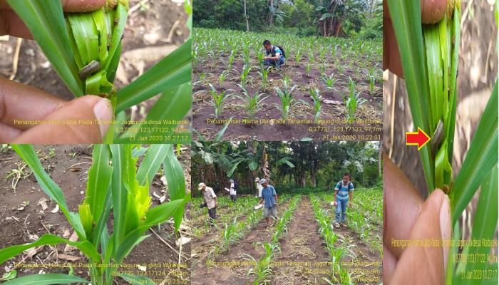 Pelatihan Budidaya Tanaman Kakao Di Desa Blimbingsari Kabupaten Jembrana