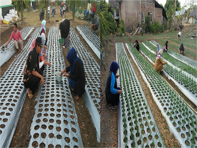 HAMA PENTING TANAMAN BAWANG MERAH