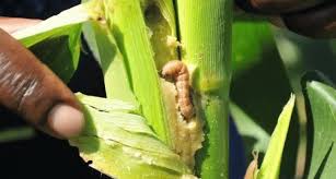 Petani Harus Waspada Hama Ulat Jagung Manis 