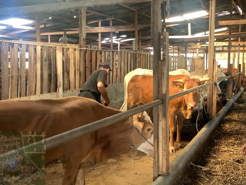 Pemeriksaan Antemortem Hewan Kurban Di Kecamatan Mandau Berjalan Lancar