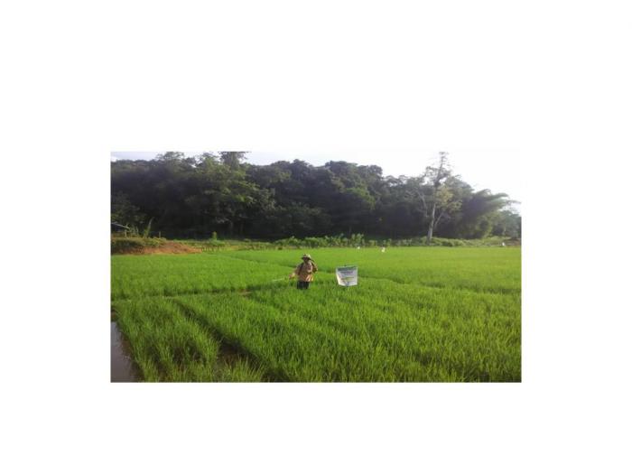 KONSEP DASAR DAN PENERAPAN PHT PADI SAWAH DI TINGKAT PETANI