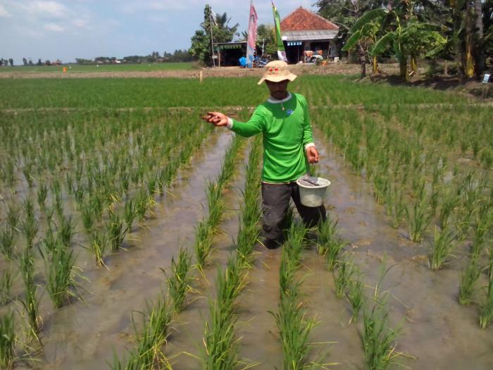 Pemupukan Berimbang Pada Tanaman Padi Sawah