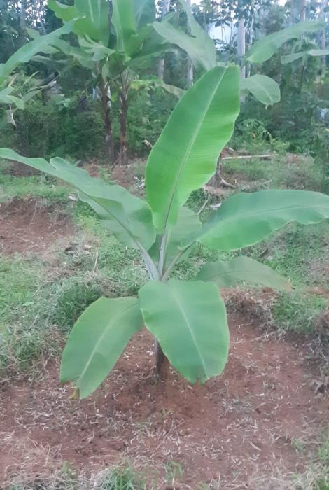 Teknologi Pemeliharaan Tanaman Pisang Secara Intensif di Tingkat Petani