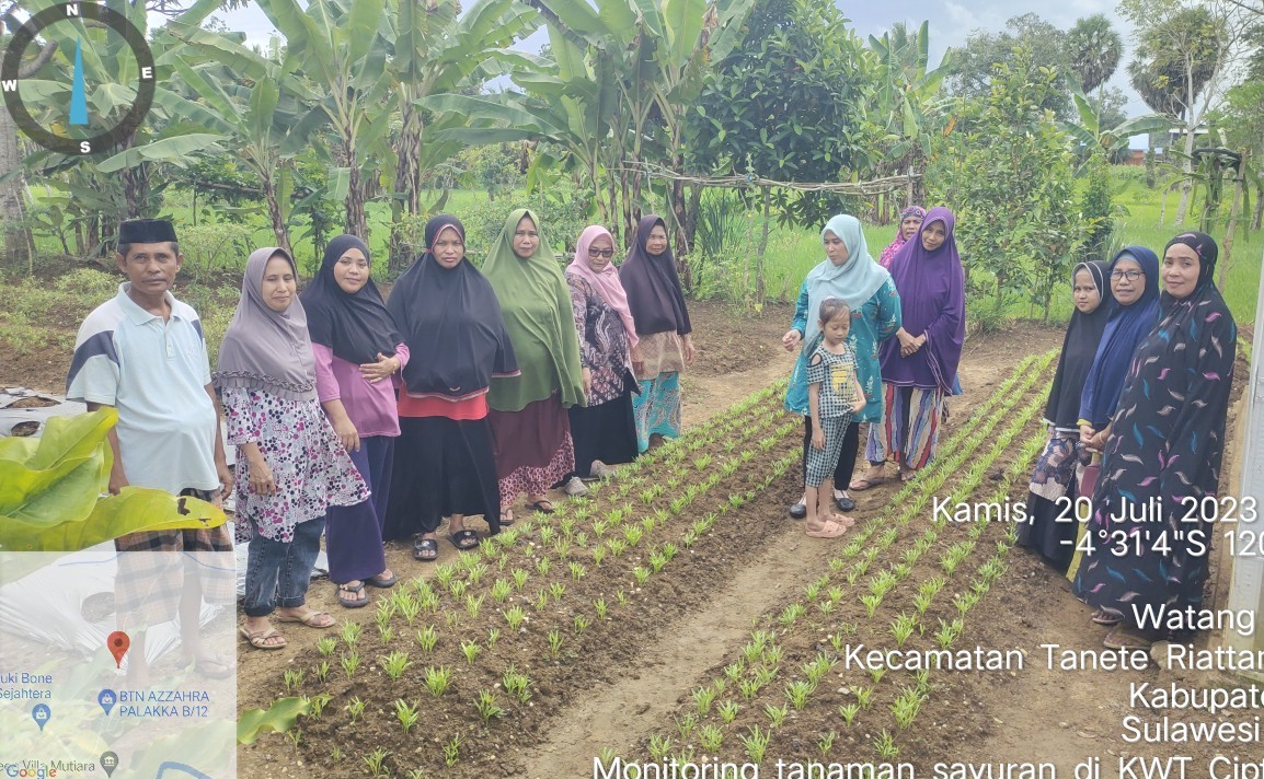 Musim Kemarau Tiba,   Alhamdulillah Untung Menanam Kangkung Lebih Banyak.