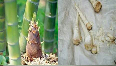 Mol (mikroorganisme Lokal) Rebung Bambu, Fungsi Dan Manfaatnya