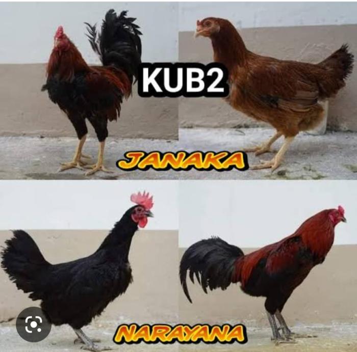 Mengenal Keunggulan Ayam Janaka KUB 2