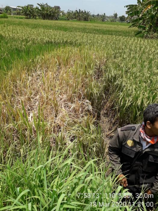 pengendalian  hama wereng di kecamatan bekri
