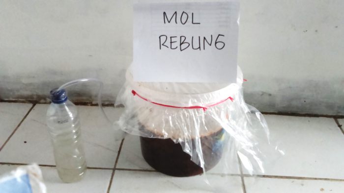 PEMBUATAN MOL DARI REBUNG BAMBU