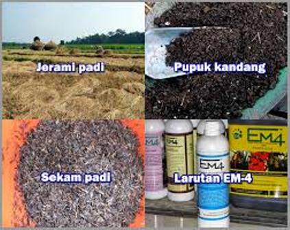 Membuat Pupuk Bokasi Kotoran Sapi dan Jerami Padi