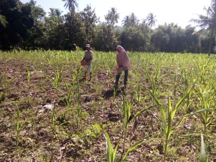 Komponen teknologi produksi jagung di Desa Kertasari 