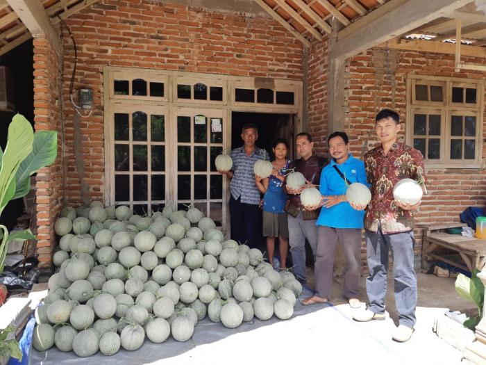 MELON BUAH ANDALAN BPP WATES