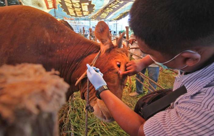 PEMASARAN HASIL PRODUKSI SAPI TERNAK HIDUP DAN DAGING SAPI 