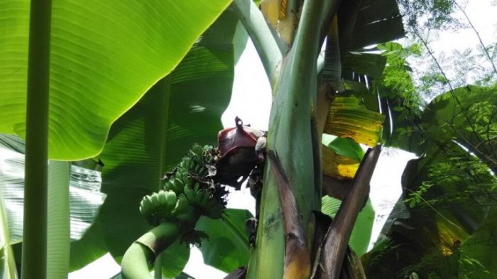 Mengenal kultivar pisang kepok tahan layu bakteri