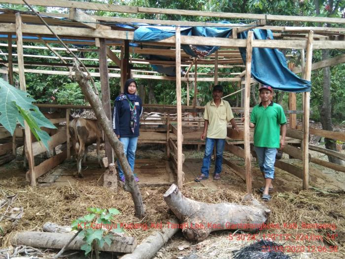 Pemantauan Kesiapan Kandang Sapi KT. Cahaya Kupang, Kelurahan Tanah Loe, Kec. Gantarangkeke, Kab Bantaeng