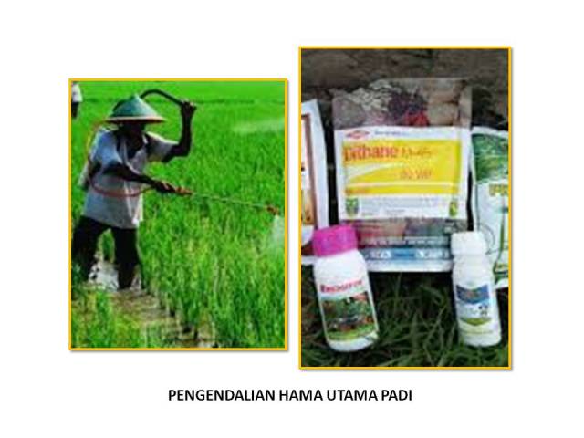 PENGENDALIAN HAMA UTAMA PADI