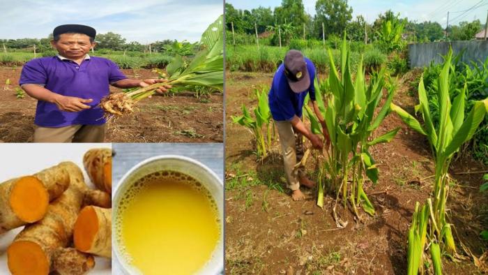 MANFAAT DAN PERAN TANAMAN TEMULAWAK DALAM MENGOBATI HEPATITIS 