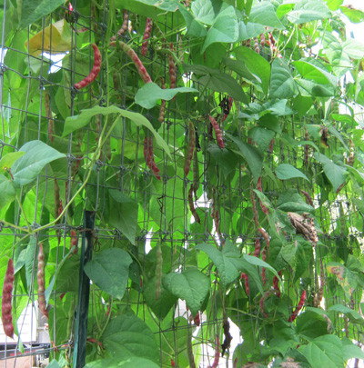 MENANAM KACANG MERAH DAN PERAWATANNYA