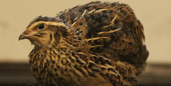 PERAWATAN DAN PEMBERIAN PAKAN  PADA TERNAK DOMBA