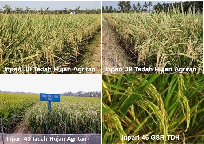 VUB PADI TADAH HUJAN, POTENSI HASIL TINGGI DAN TOLERAN KEKERINGAN