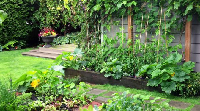 BUDIDAYA TANAMAN SAYUR DI PEKARANGAN RUMAH