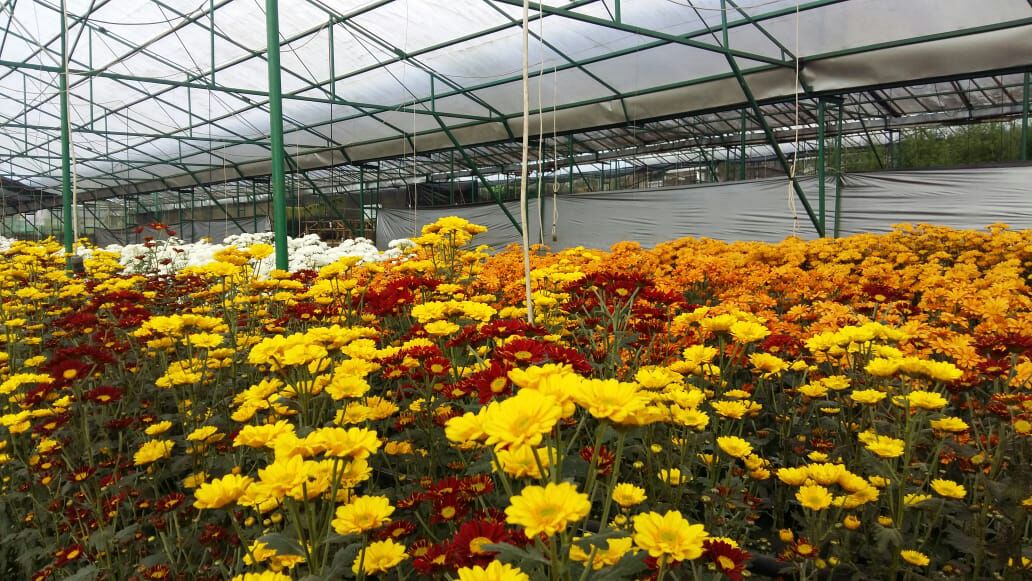 PENGENDALIAN PENGGEREK BUAH KAKAO (Conopomorpha cramerella) MENGGUNAKAN SEMUT HITAM (Dolichoderus thoracicus)