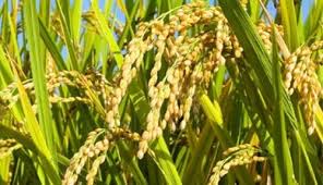 Kajian Pola Tanam Tumpangsari Padi Gogo Dengan Jagung Manis