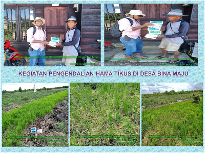 KEGIATAN PENGENDALIAN HAMA TIKUS DI DESA BINA MAJU