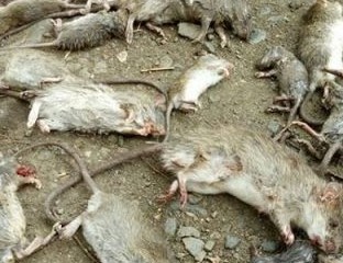 Pengendalian Hama Tikus Secara Terpadu