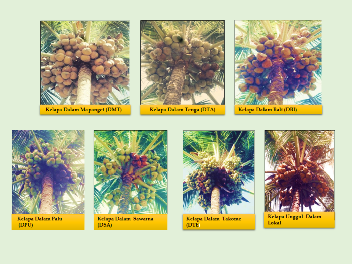 MENGENAL JENIS-JENIS VARIETAS KELAPA DALAM