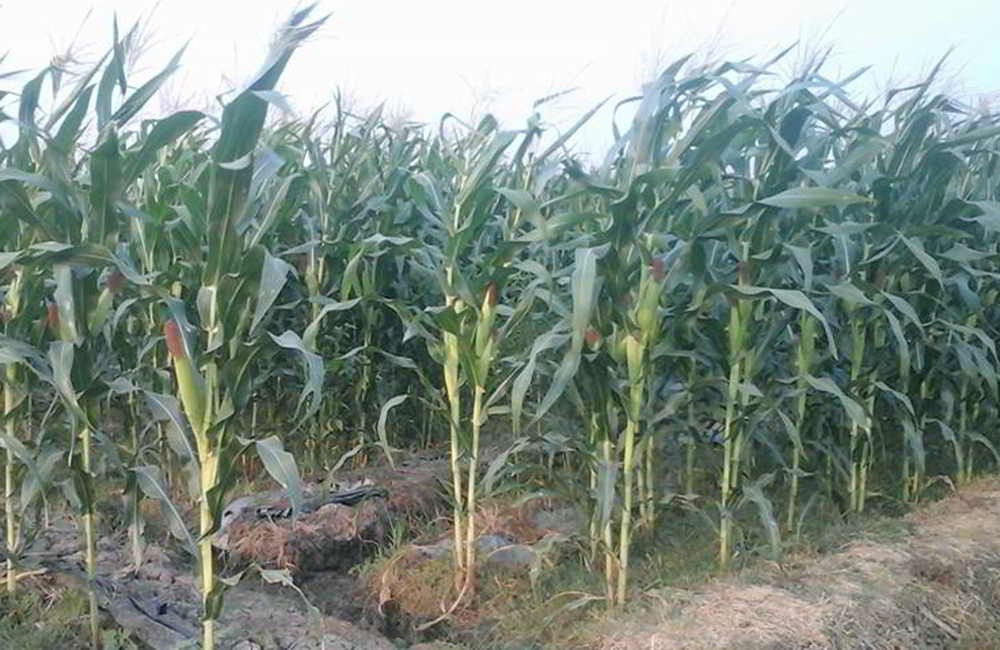 PENERPAN STANDAR BUDIDAYA JAGUNG UNTUK PAKAN TERNAK