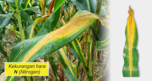 MENGETAHUI MANFAAT DAN GEJALAH KEKURANGAN UNSUR HARA PADA TANAMAN JAGUNG